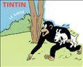 Tintin : le singe