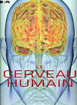 Cerveau humain, Le