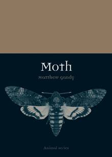 Moth