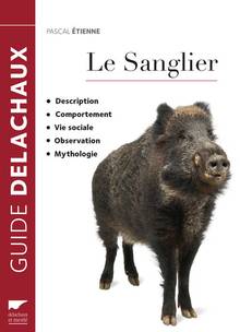 Le sanglier : description, comportement, vie sociale, observation, mythologie