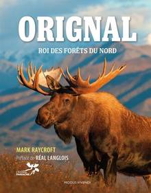 Orignal : roi des forêts du Nord