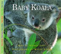 Baby Koala