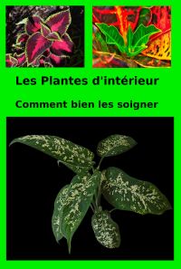 Les Plantes d'intérieur